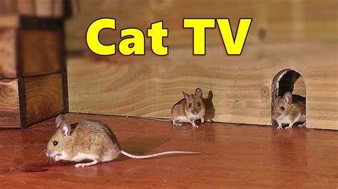 cat videos birds mice|youtube mice video for cats.